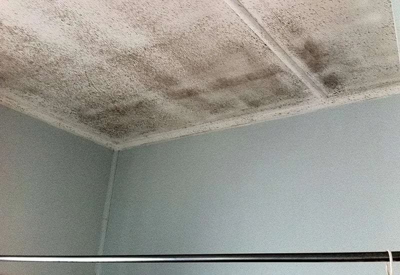 Mould problem on wall